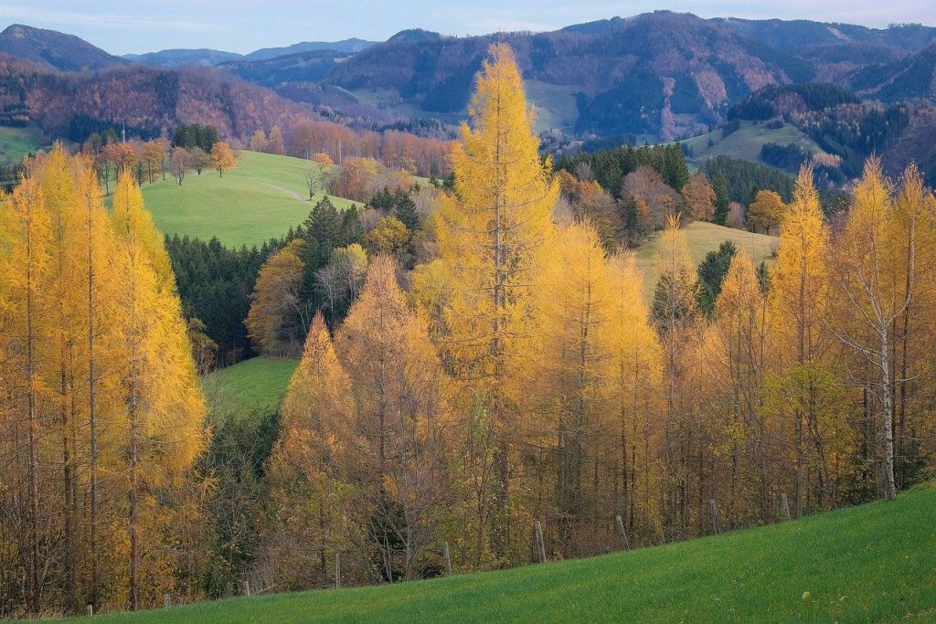 trees, fall, autumn colors-8451481.jpg